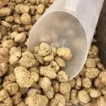 PROTEINA DE SOJA GRAUDA