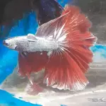 Pez betta red dragón