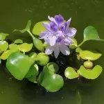 Jacintos de agua