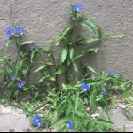 Trapoeraba Azul