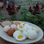 Ovos Caipira