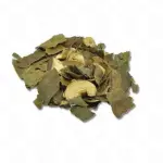 Abacateiro Folhas 100g