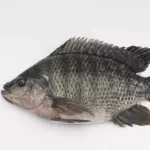 非洲鲫鱼 Tilapia