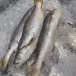 PESCADINHA G KG