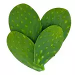 nopal 4 pizas