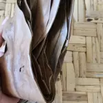 Canela Amazónica