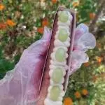 Surpresa de uva 20cm