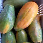 MAMÃO FORMOSA AGROECOLÓGICO