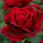 Rosa Colombiana