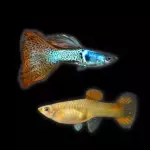 Guppy Red metal lace