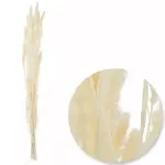 Follaje Natural Setaria