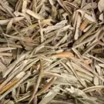 Folhas de oliveira