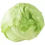 LECHUGA 生菜