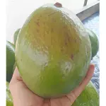 Aguacate choquette 12.000