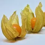 Phyzalis Colombiano