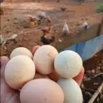 Ovos caipira