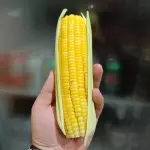 Milho verde cozido