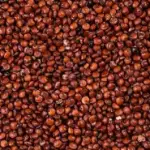 Quinoa vermelha