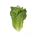 Organic Arugula Lettuce