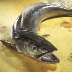 Merluza