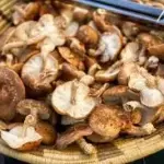 COGUMELO SHITAKE