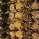 Sushi Skin