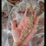 CAMARÃO PISTOLA C/CASCA E CABE