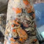 MEXILHÃO (SURURU DA PRAIA) PACOTE