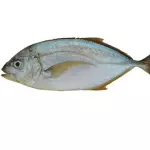 COJINUA