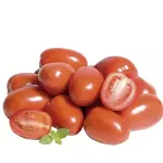 Tomate Italiano