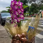 Box orquidea denphal