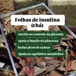 FOLHA DE INSULINA (CHÁ)