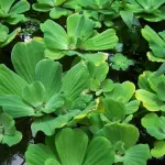 Lechuga de agua