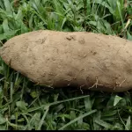Inhame cará (kg)