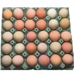 Huevos criollos de colores tipo AA
