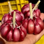 Alho Roxo Nobre 0,100g