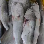 Curvina
