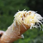 Marquesitas 3 Ingredientes