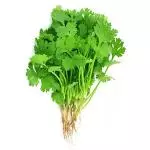 Culantro de Castilla
