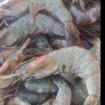CAMARAO CINZA fresco G