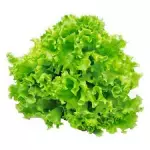 Lechuga Americana