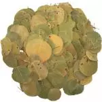 Goiabeira
