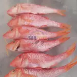 SARAMUNETE