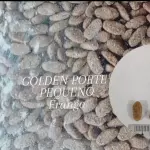 GOLDEN ADULTO FRANGO MINI BITS 1KG