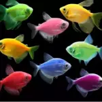 Pez tetra monja
