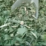 Espinheira santa