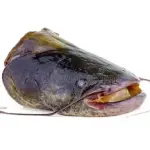 CABEZA DE BAGRE