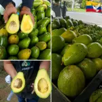 Aguacate choquette reposición