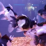 Goldfish Panda Premium US26