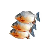 CACHAMAS